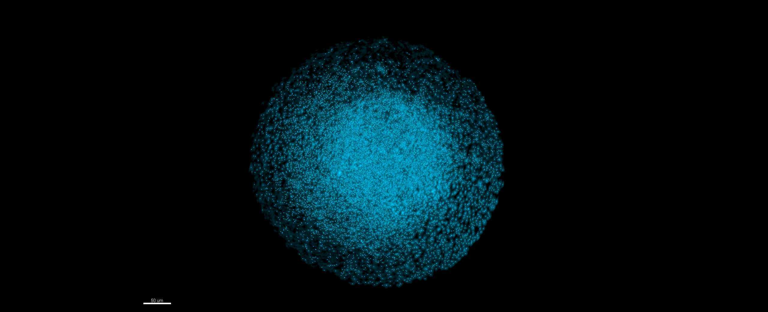 Tomographie par projection optique d'un organoïde de tissu neural